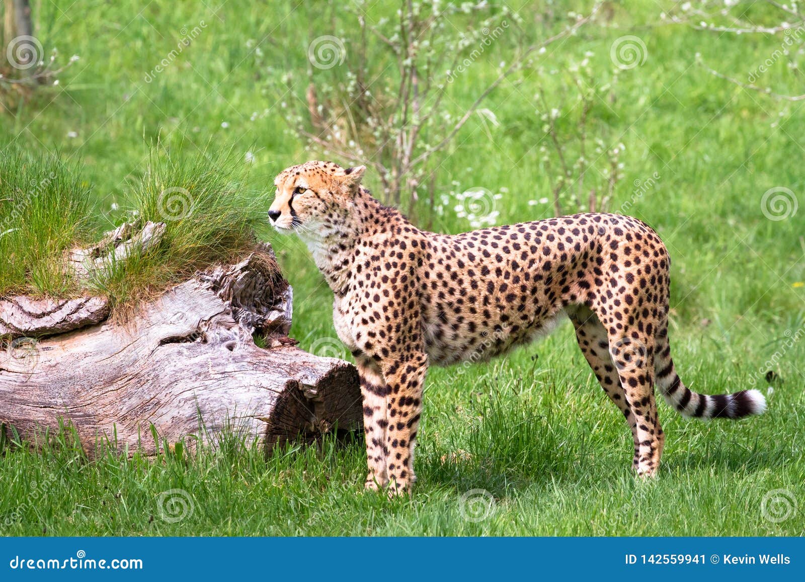 north african cheetah aka northeast african cheetah