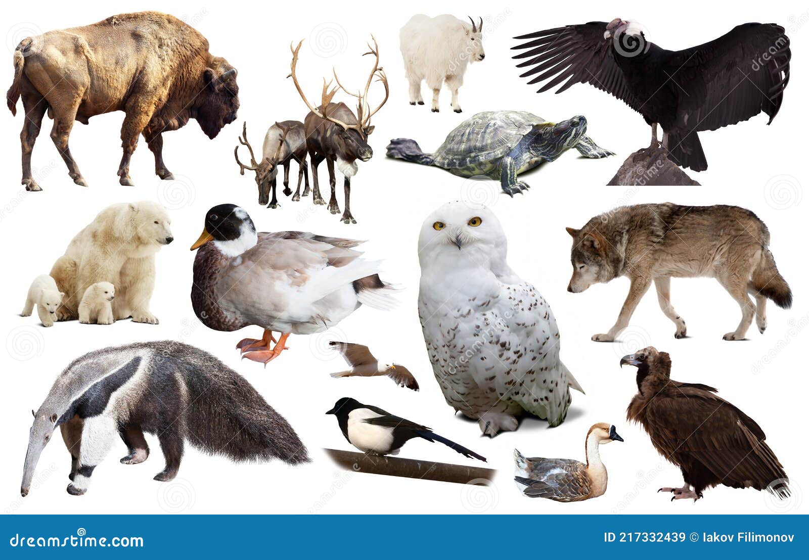 North American Animals Isolated Stock Image - Image of heron, buck: 217332439 North American Animals Isolated Stock Image - Image of heron, buck: 217332439