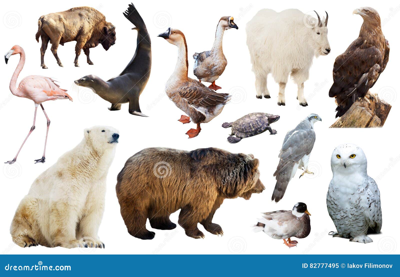 North American Animals Isolated Stock Image - Image of north, goat: 82777495