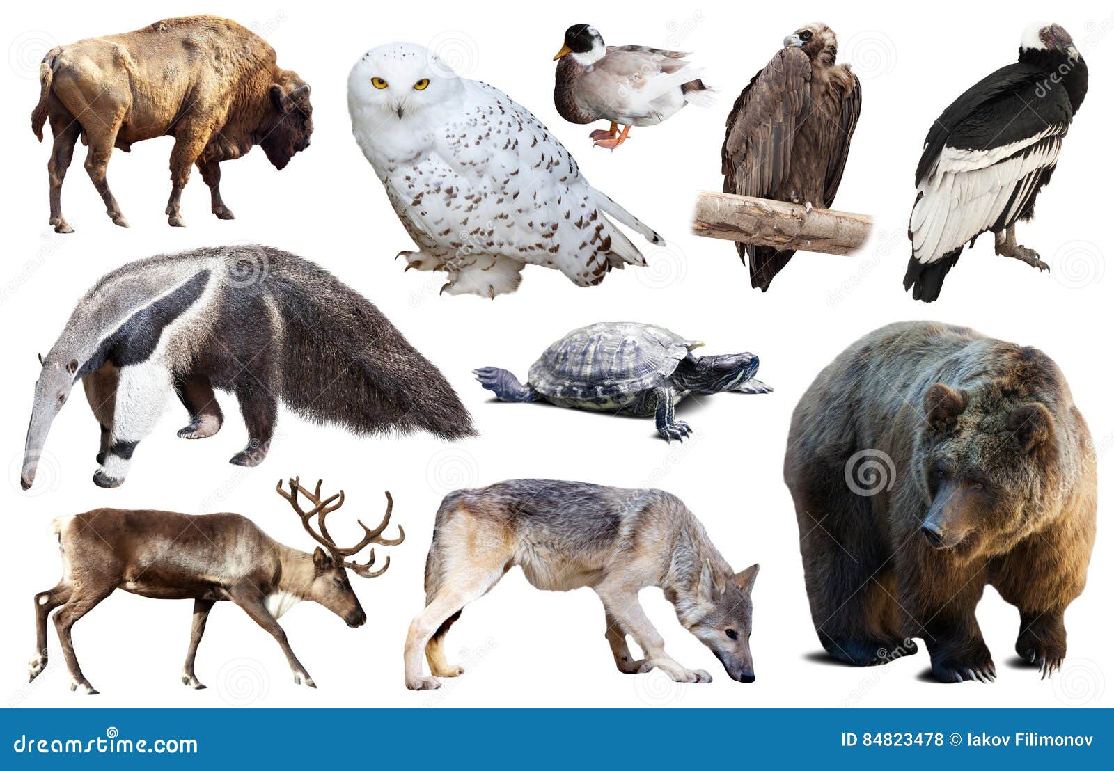 North American Animals Isolated Stock Photo - Image of america, bird: 84823478 North American Animals Isolated Stock Photo - Image of america, bird: 84823478