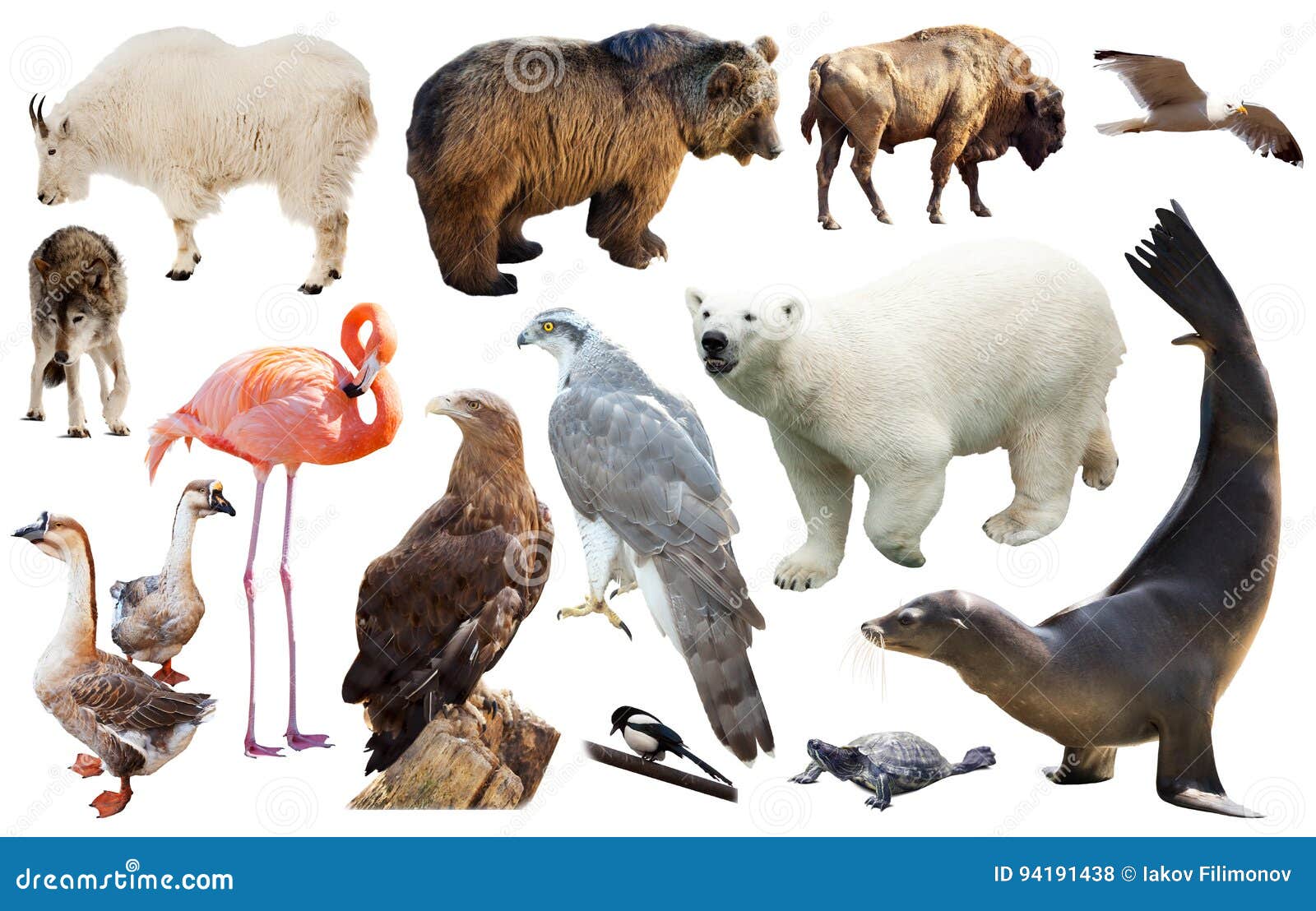 5,548 North American Wild Animals Stock Photos - Free & Royalty-Free Stock  Photos from Dreamstime