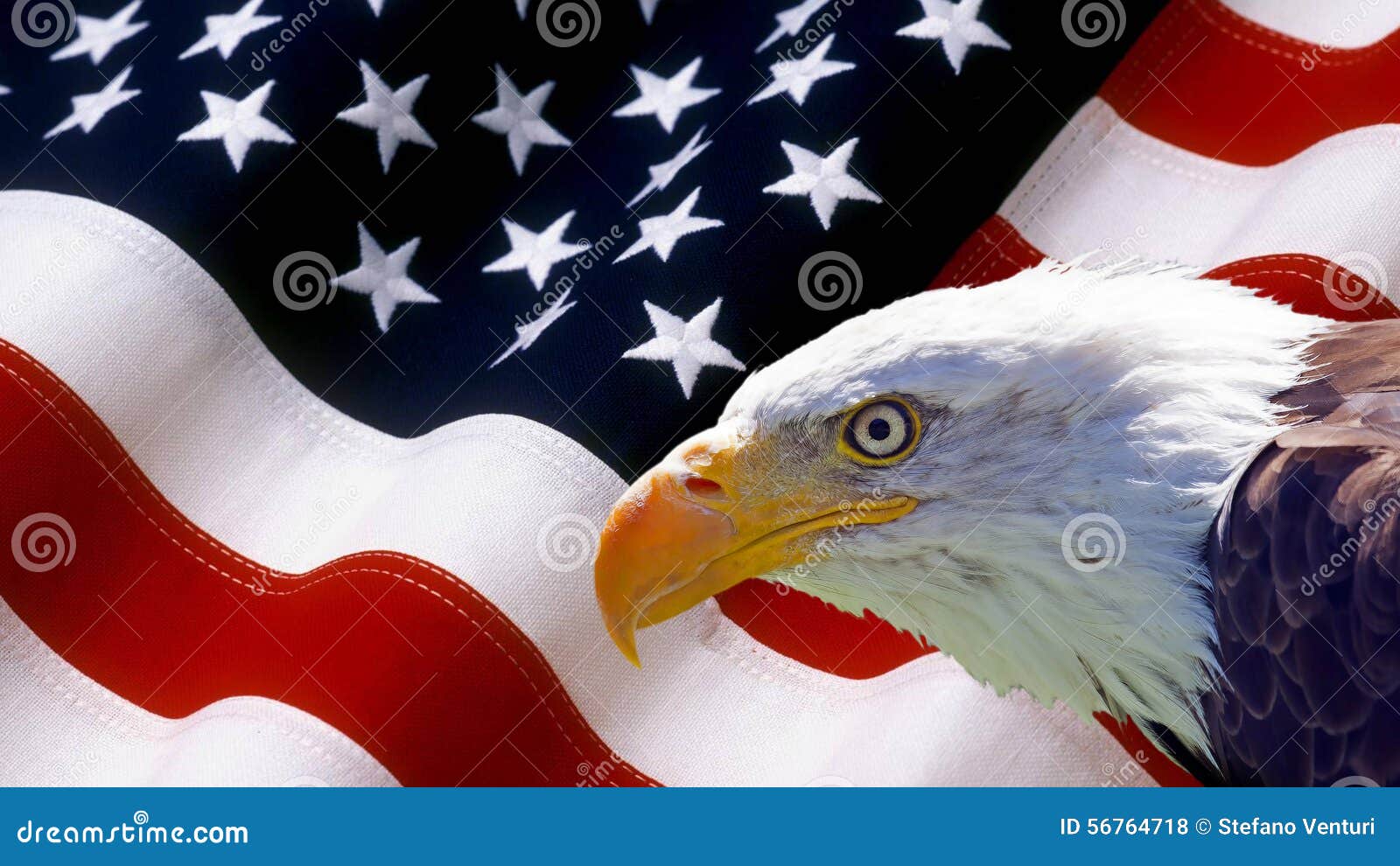 North American Bald Eagle on American Flag Stock Photo Image of