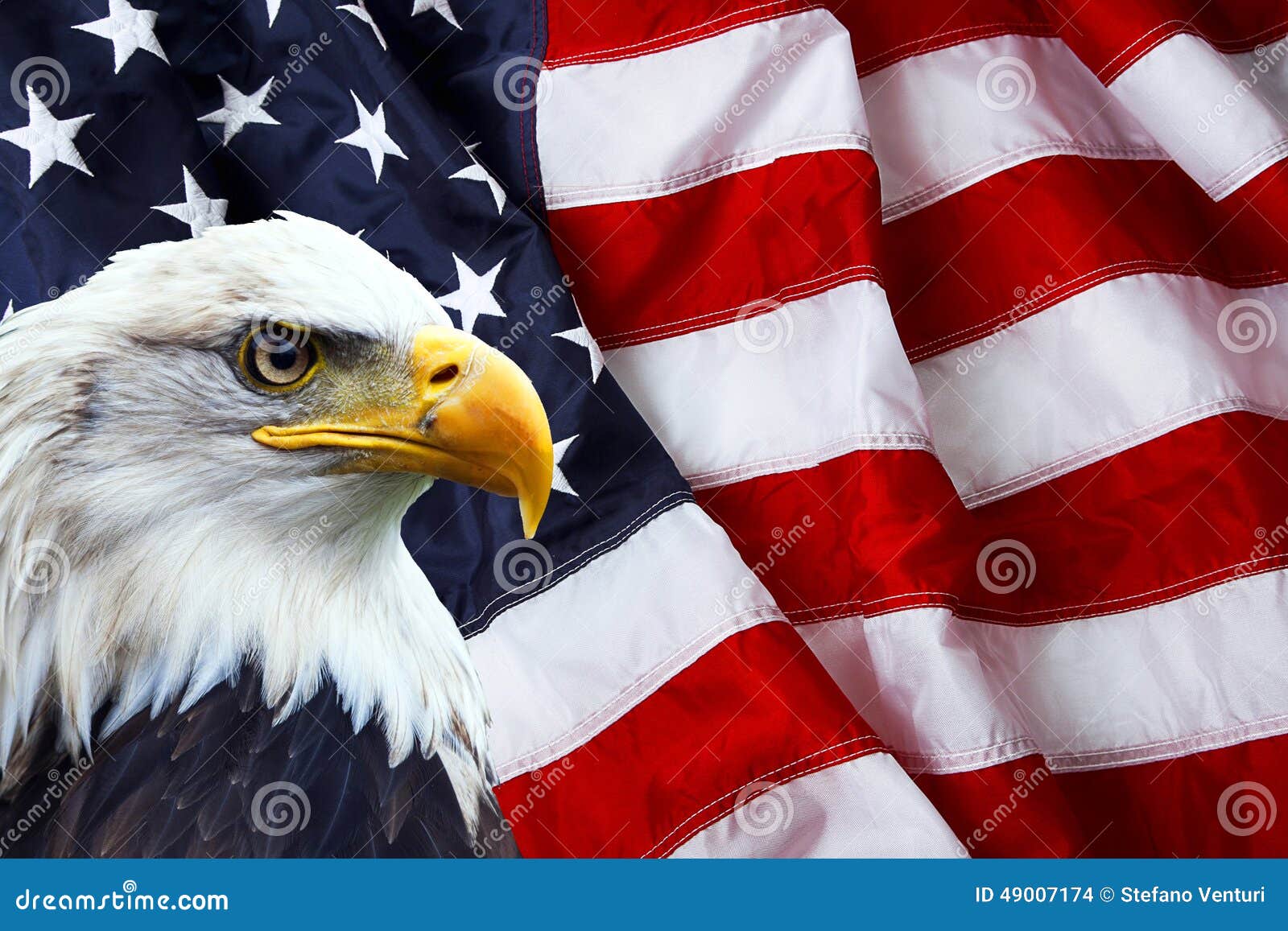 north american bald eagle on american flag