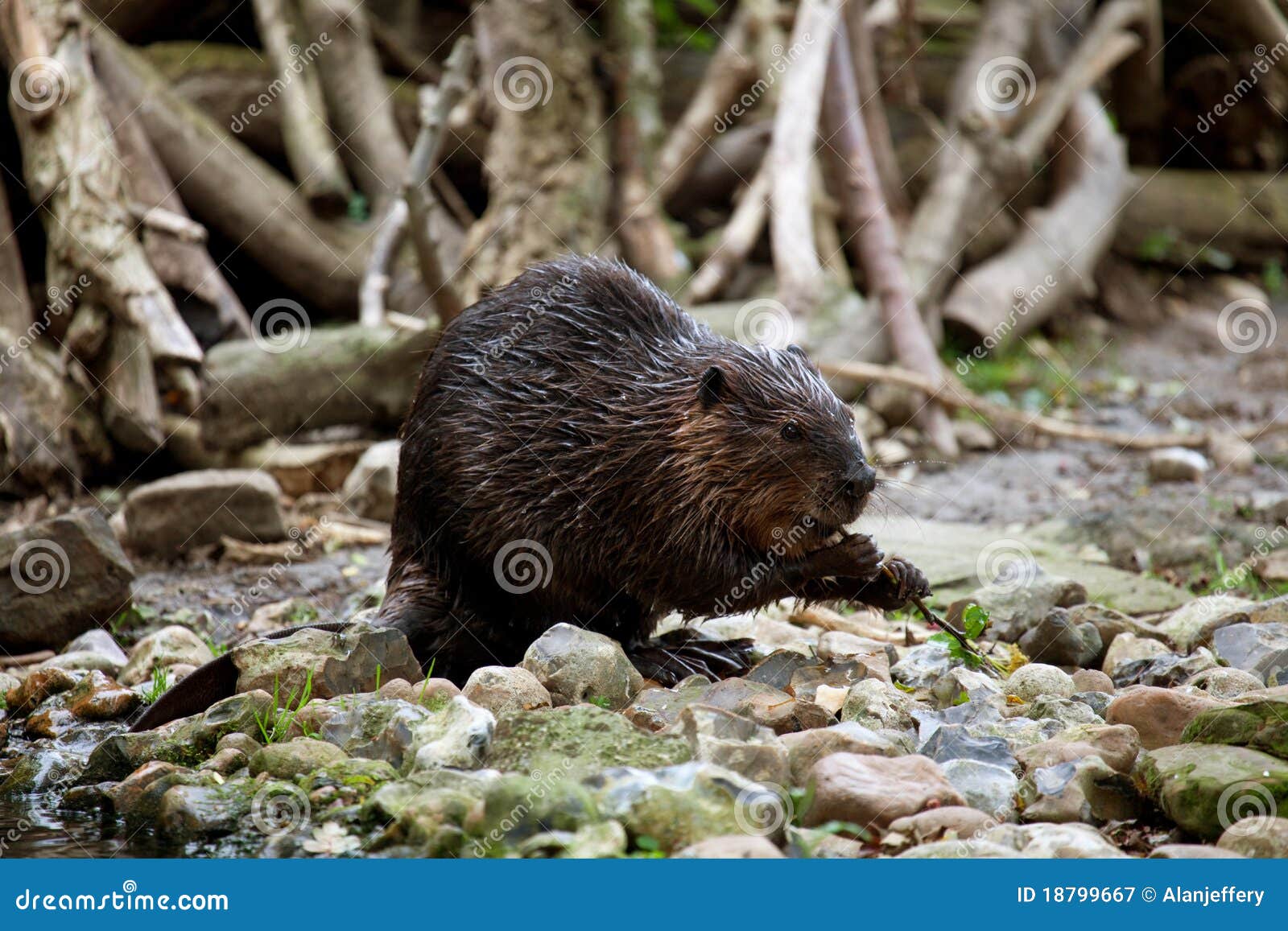 North American Beaver stock image. Image of rodent, north 18799667