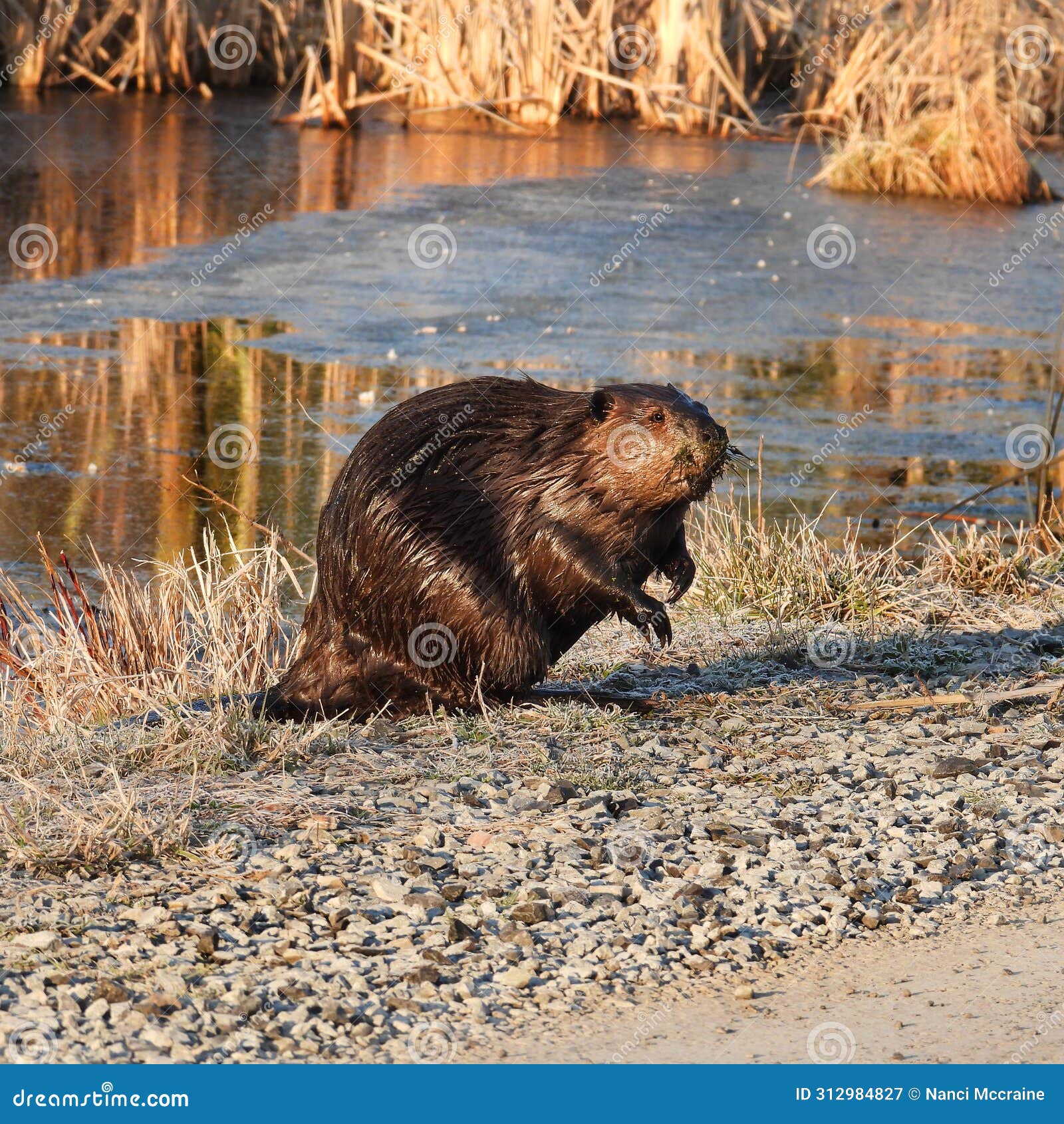 North American Beaver Leaves the Safety of Pond Water Stock Image