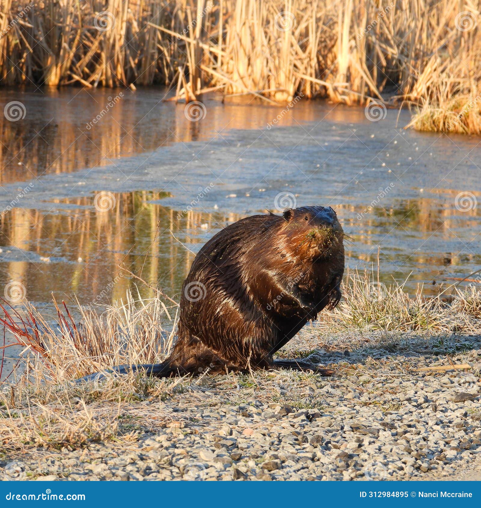North American Beaver Makes Surprise Exit from Swampy Pond Water Stock