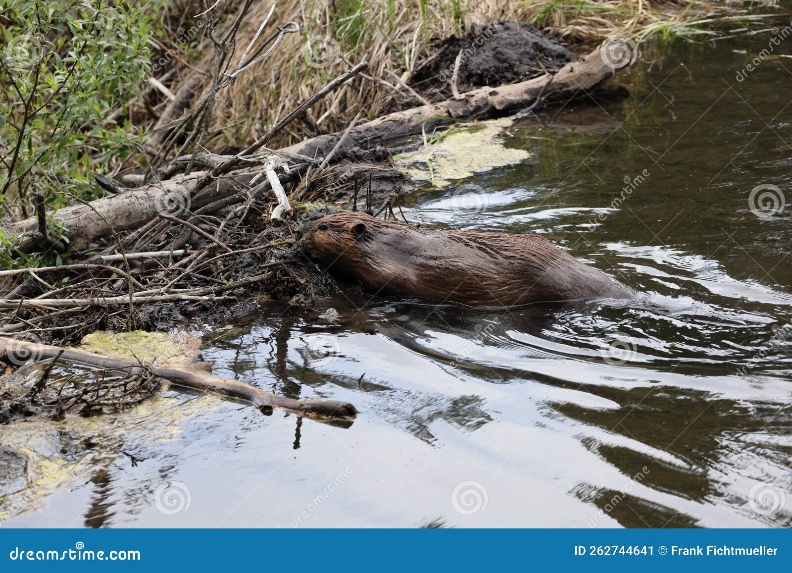 North American Beaver (Castor Canadensis) Alberta Canada Stock Image
