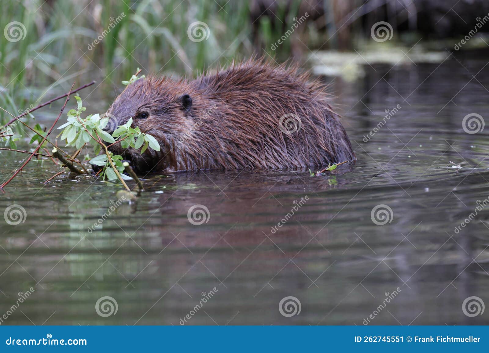 North American Beaver (Castor Canadensis) Alberta Canada Stock Image