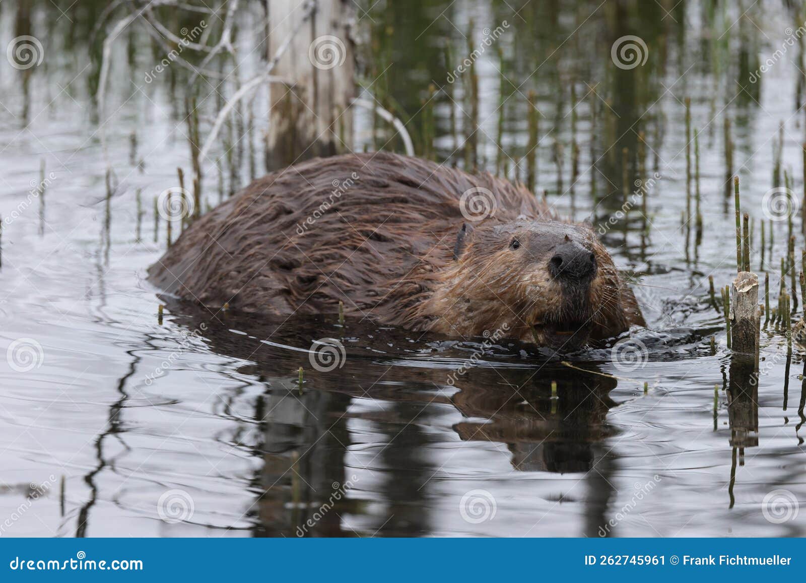 North American Beaver (Castor Canadensis) Alberta Canada Stock Image