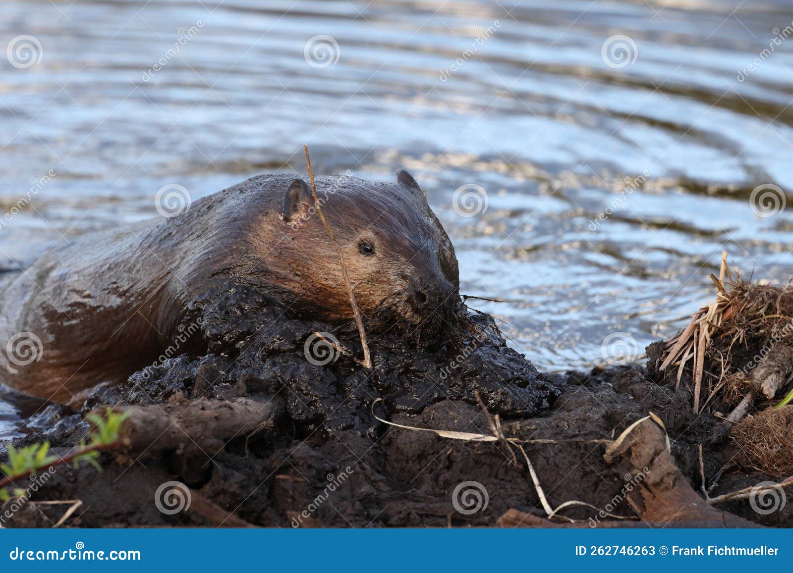 North American Beaver (Castor Canadensis) Alberta Canada Stock Image