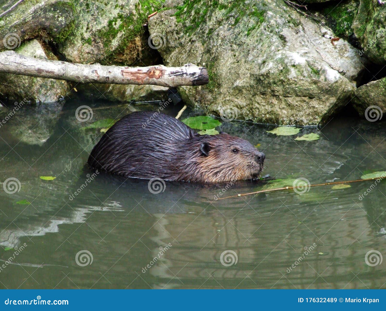 north american beaver castor canadensis, der kanadische biber oder amerikanische biber or kanadski bober - zoo ljubljana