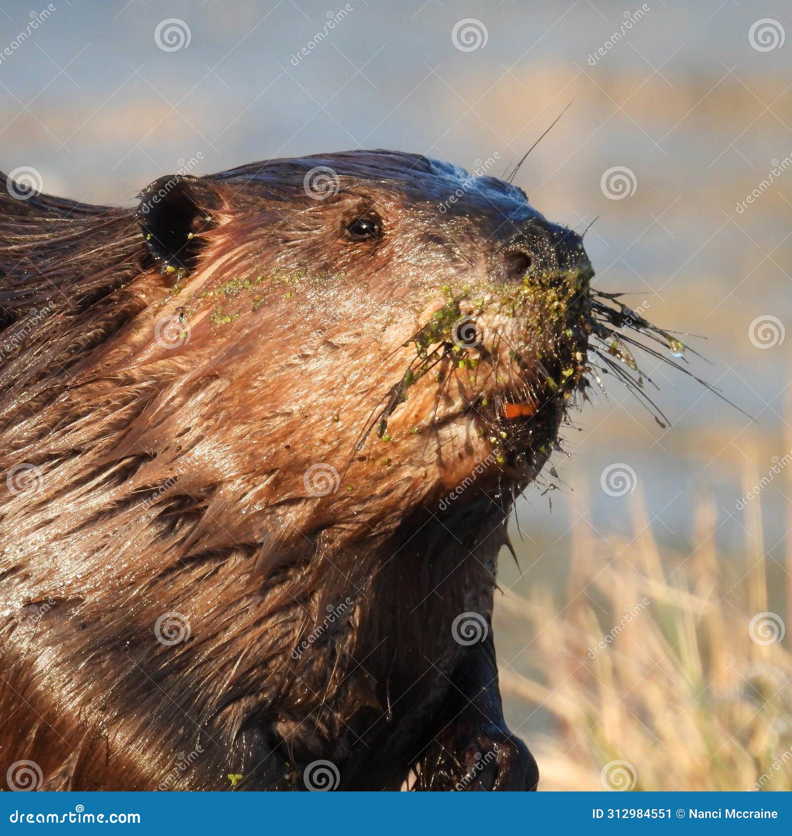 North American Beaver with Wet Fur Face Stock Image Image of animals