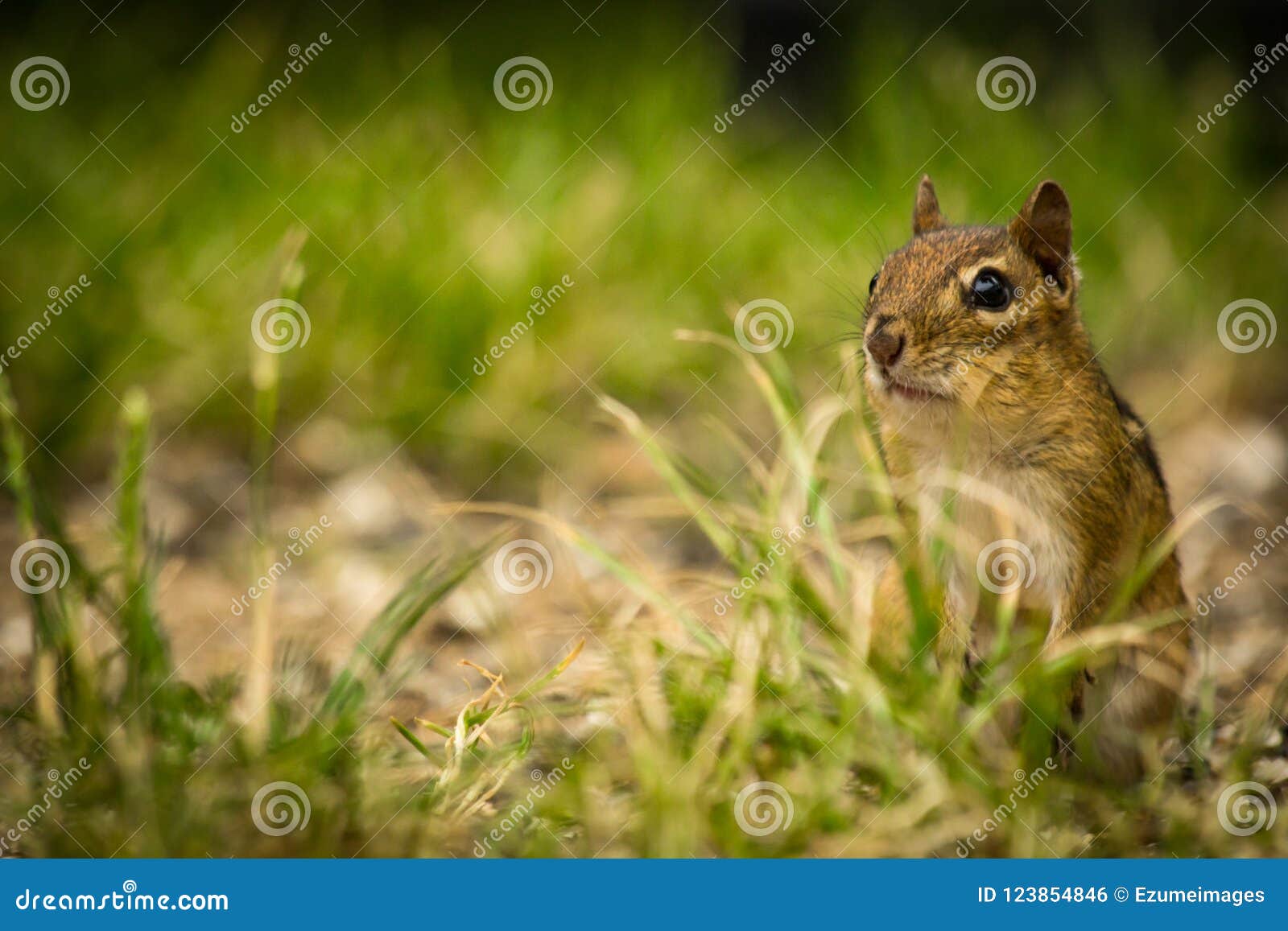 Chipmunk Spring Time stock photo. Image of critter, nature 123854846