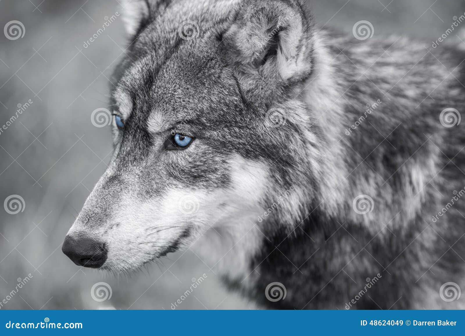 6,055 Wolf Blue Eyes Photos - Free & Royalty-Free Stock Photos from Dre...
