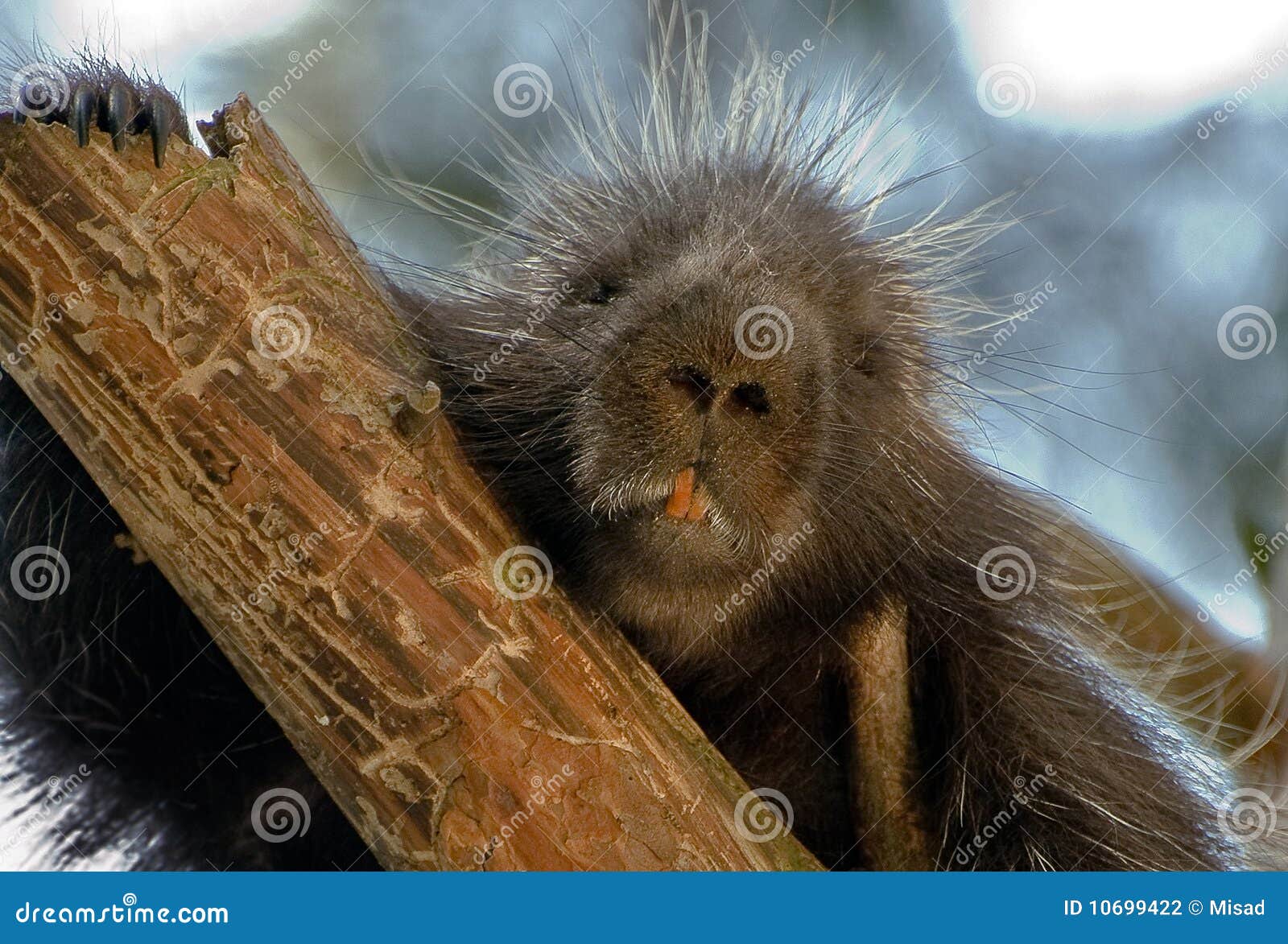 North American Porcupine stock photo. Image of head, north 10699422