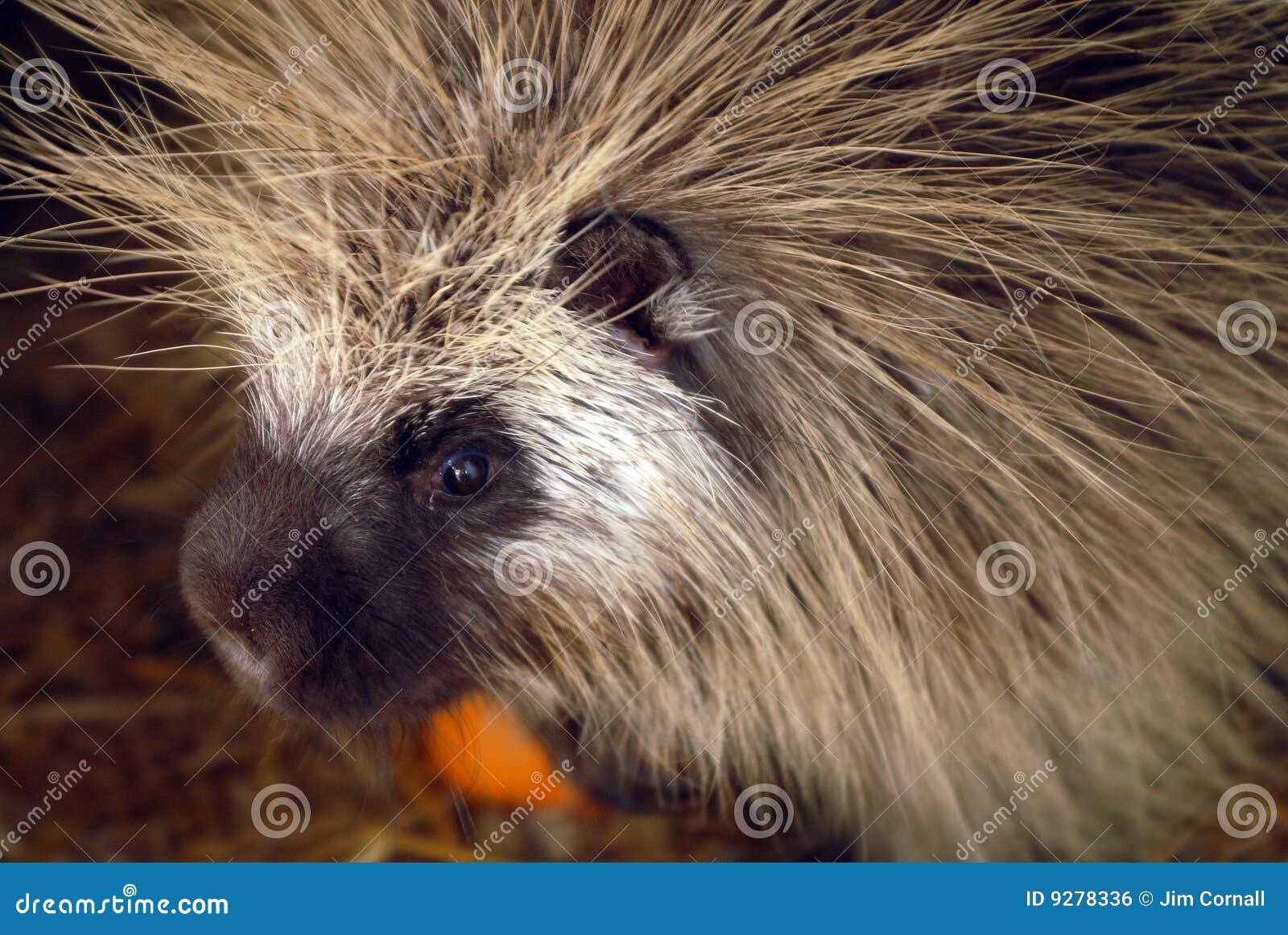 North American porcupine stock photo. Image of animal 9278336