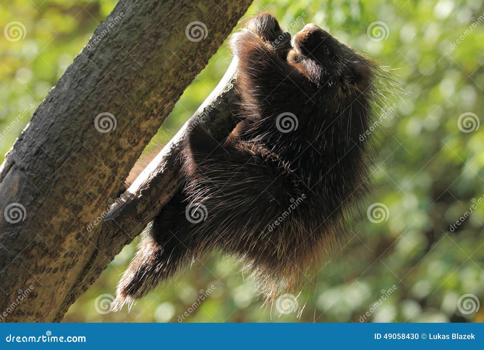 north american porcupine