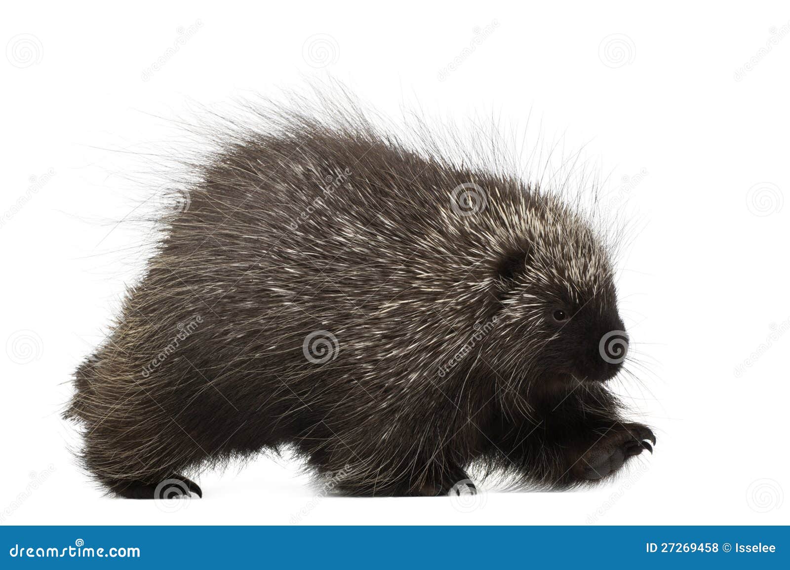 north american porcupine walking