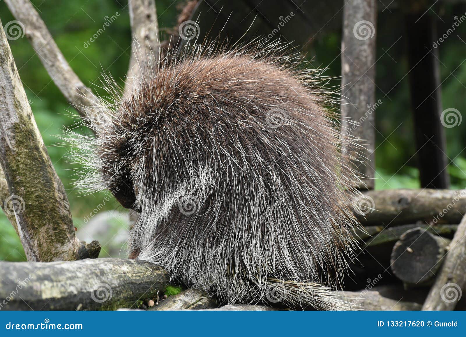 are porcupines nocturnal are porcupines nocturnal