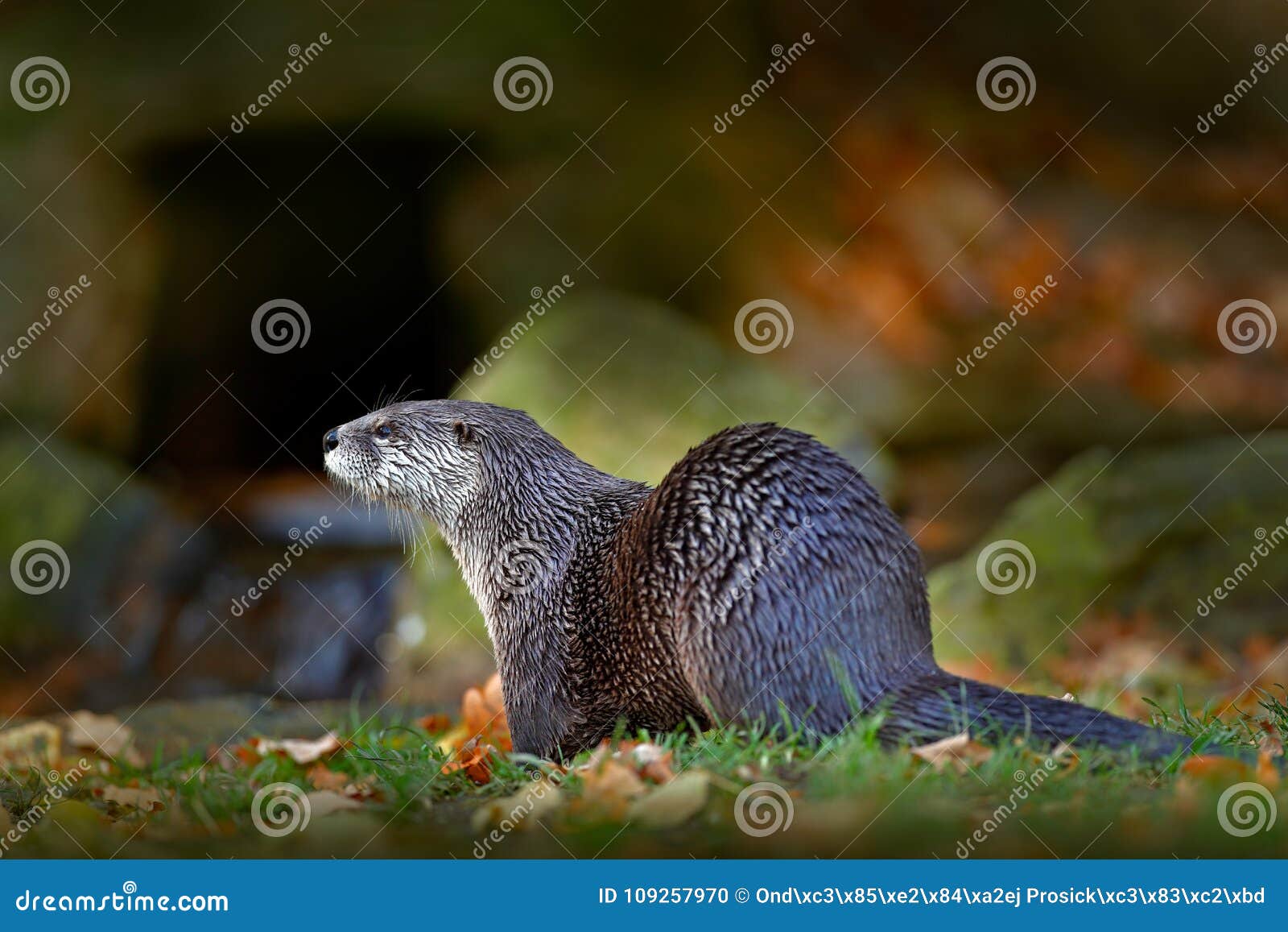 north american river otter, lontra canadensis, detail portrait water animal in the nature habitat, germany. detail portrait of wat