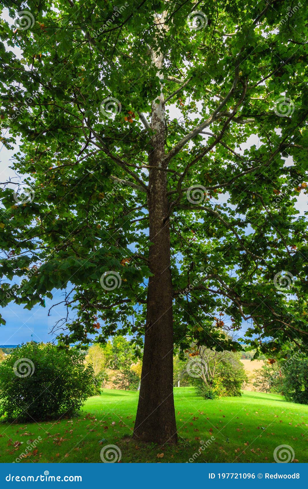 North American Sycamore Tree Stock Photo Image Of Occidental