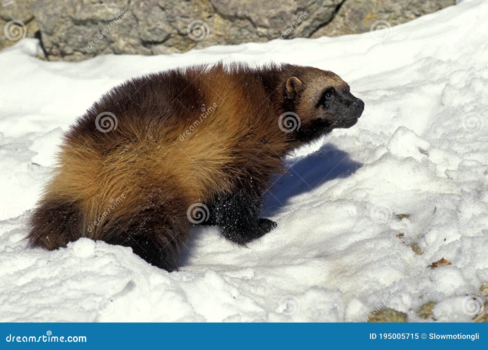 NORTH AMERICAN WOLVERINE Gulo Gulo Luscus, ADULT STANDING on SNOW, CANADA  Stock Image - Image of mammal, animal: 195005715
