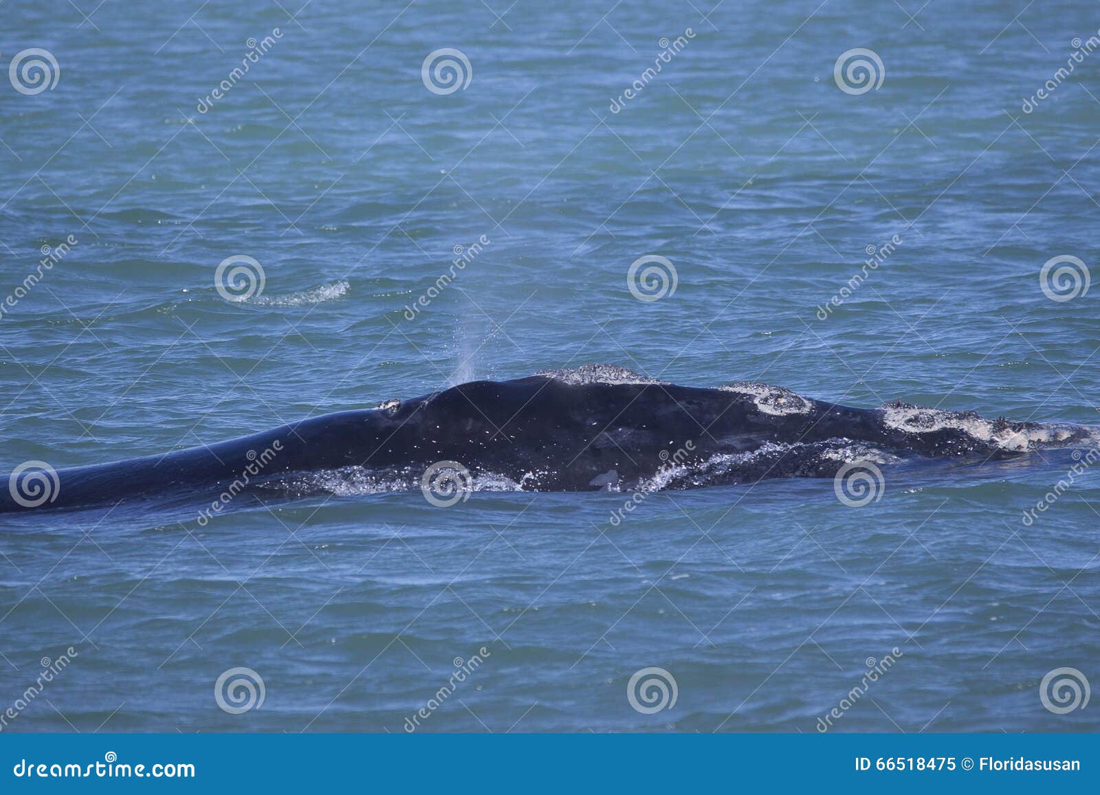 north atlantic right whale - clipper