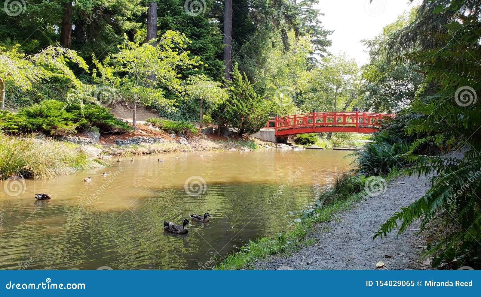 North Bend, Oregon Ducks at the Park Stock Image Image of ducks