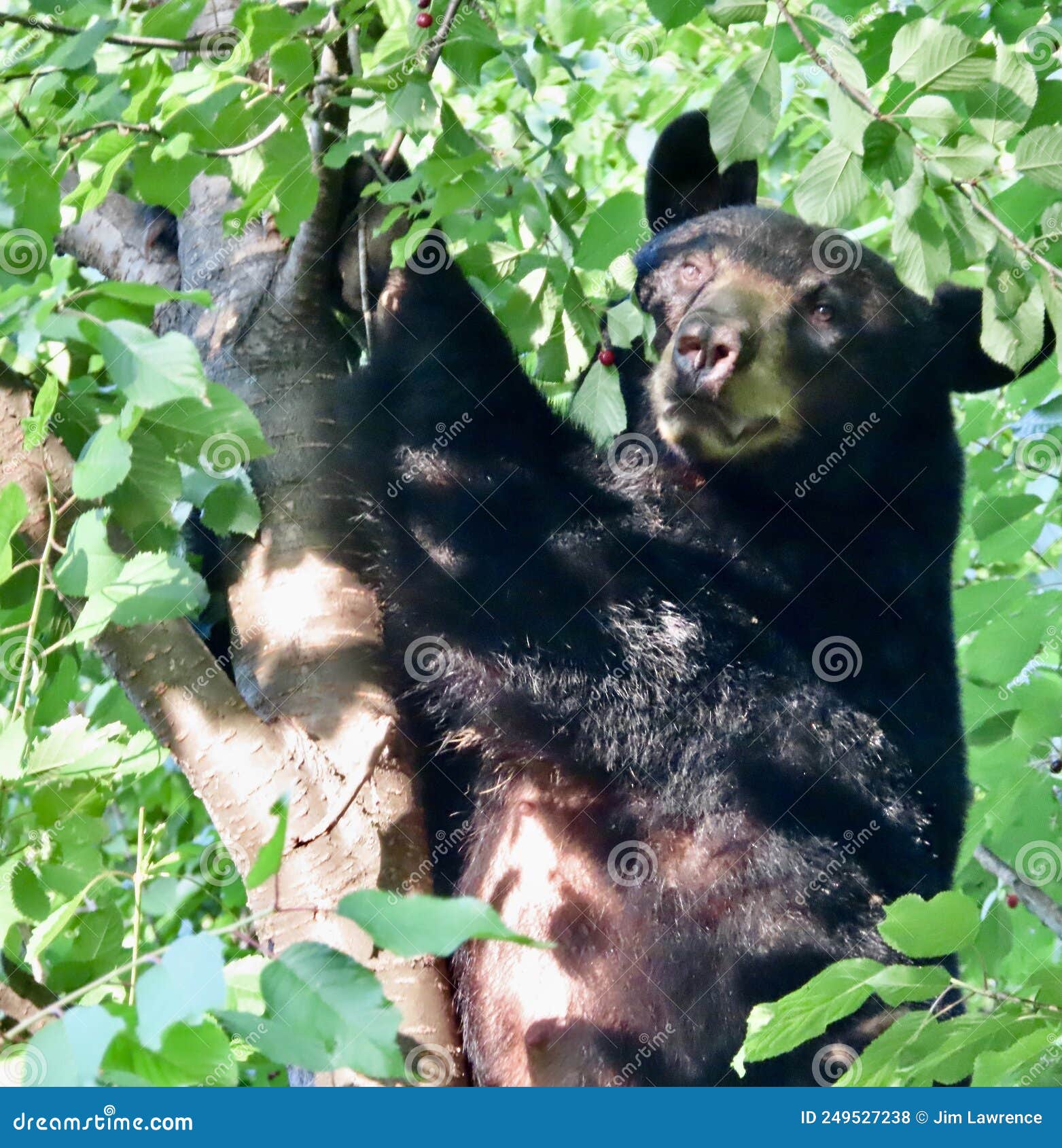 North Carolina Black Bear in Cherry Tree Stock Photo Image of carolina, asheville 249527238
