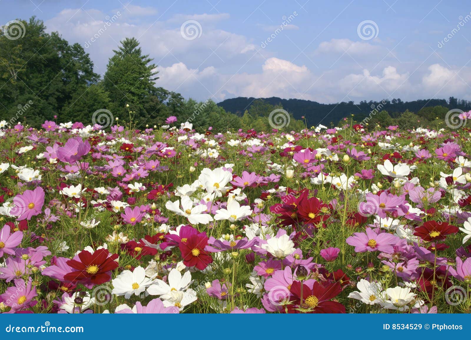 North Carolina Cosmos Flowers in September Stock Image - Image of  mountains, horizontal: 8534529