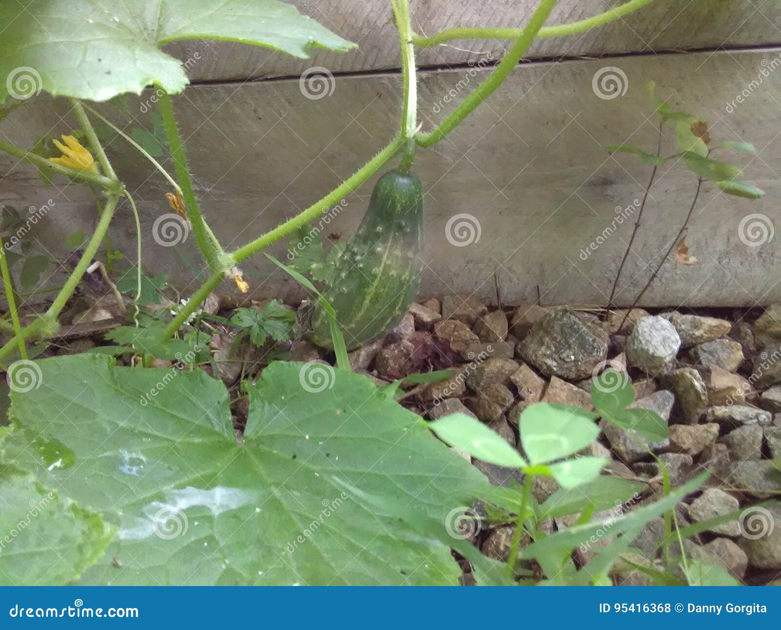 North Carolina stock photo. Image of baby, raised, cucumber 95416368