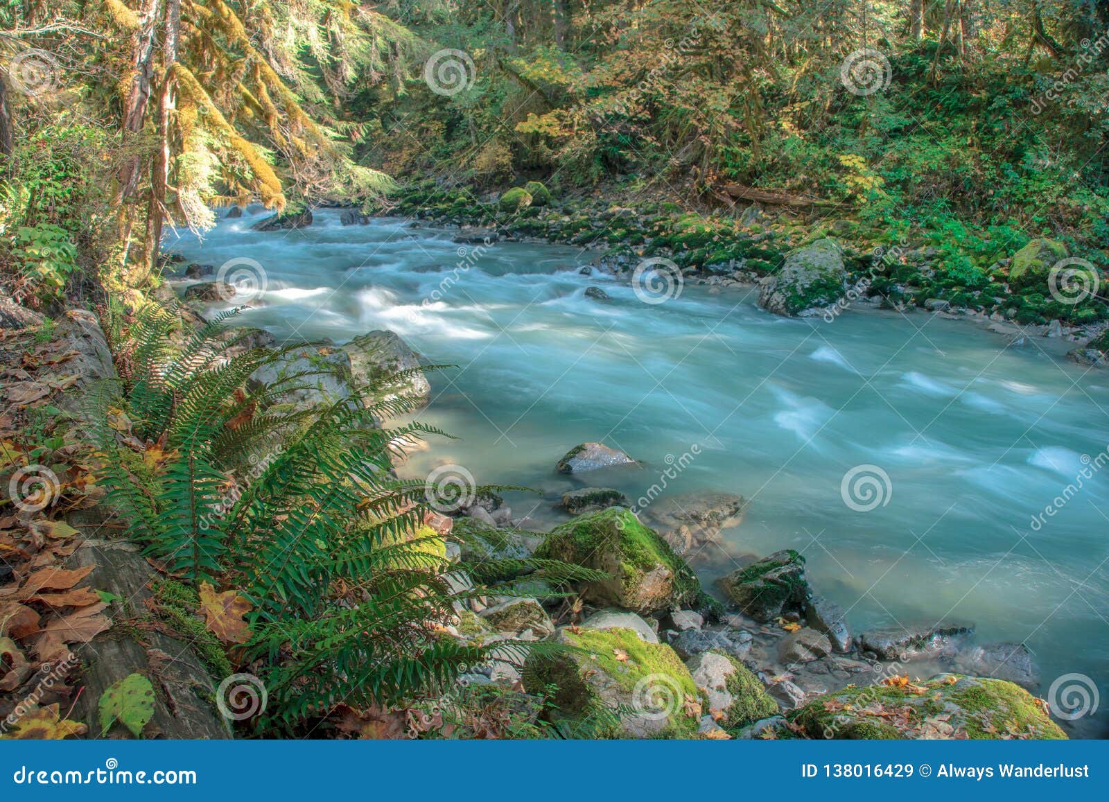 North Fork Nooksack River in Washington Stock Image Image of green
