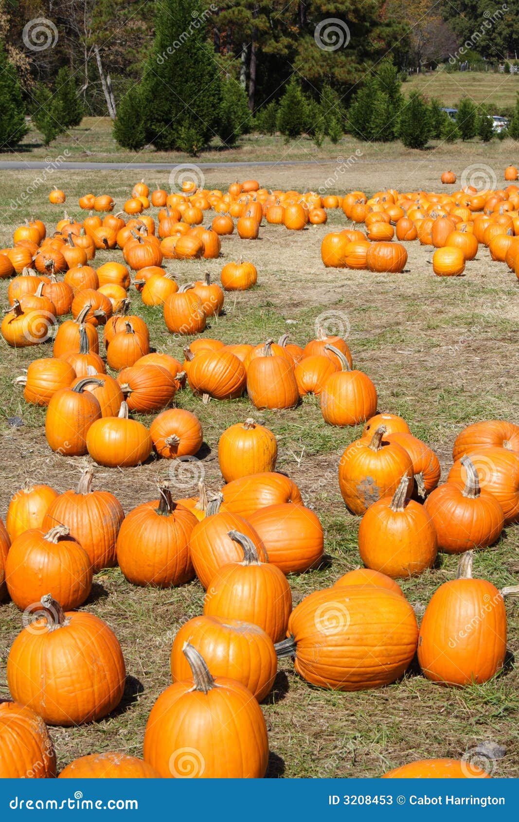 North Pumpkin Farm stock image. Image of festival 3208453