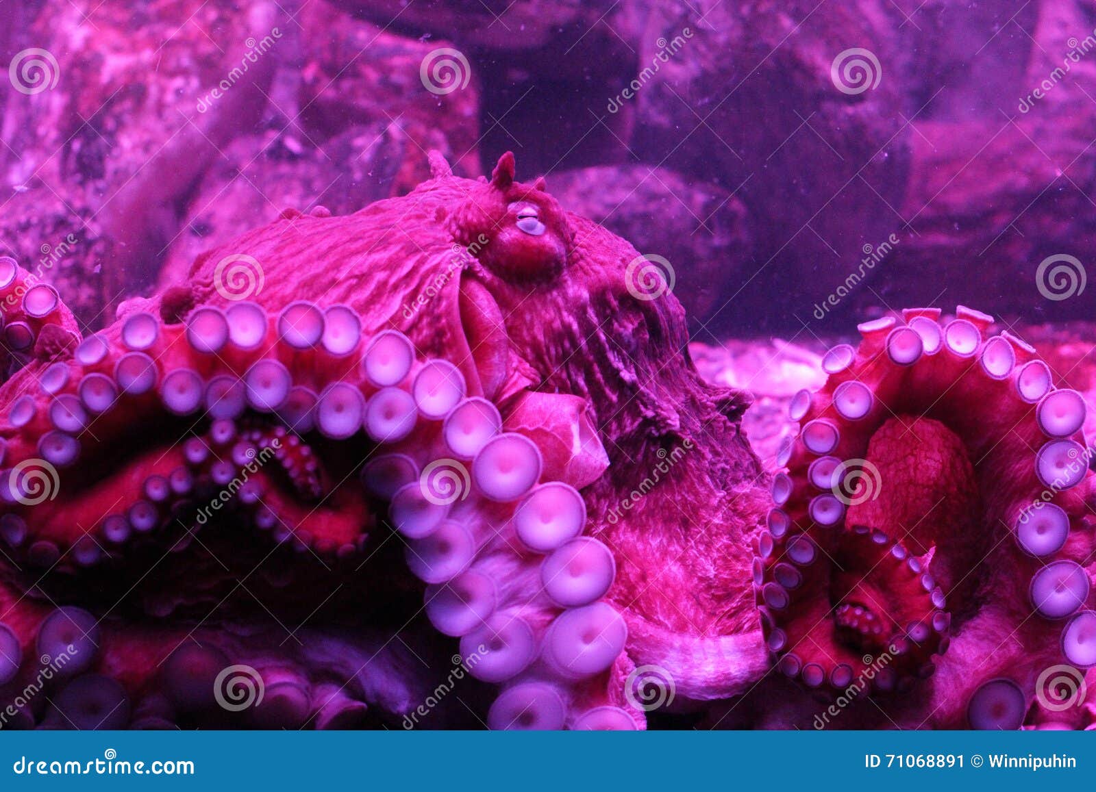 north pacific giant octopus