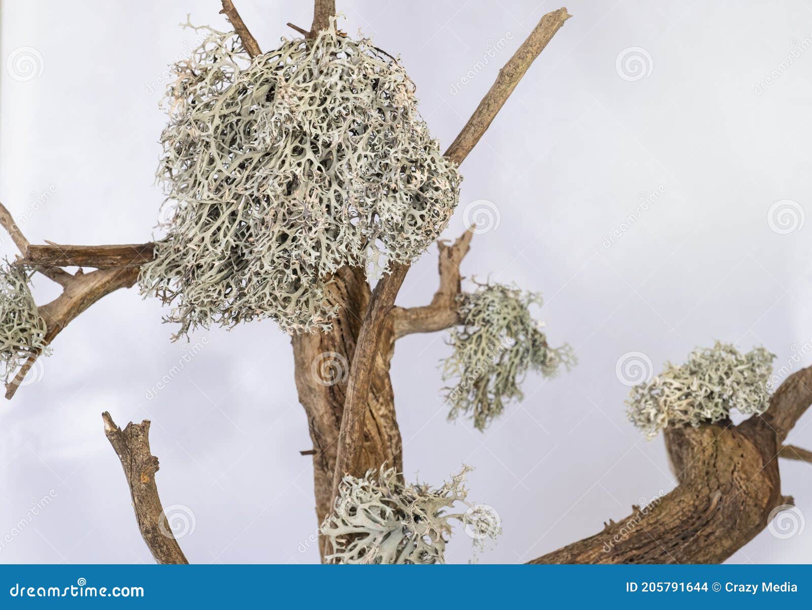 North Reindeer Lichen ,Grey Moss on the Trees Stock Photo - Image of ...