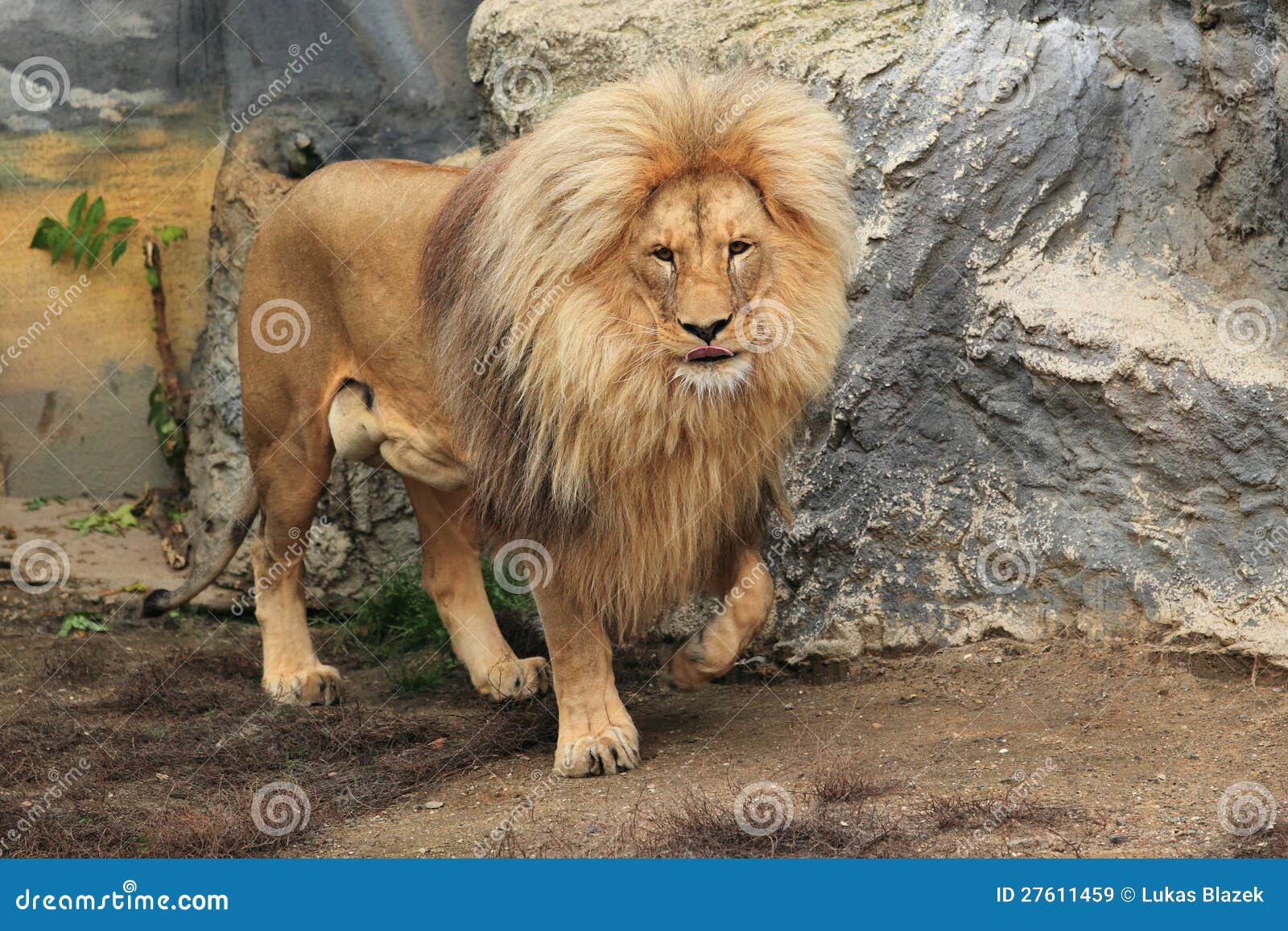 congolese spotted lion