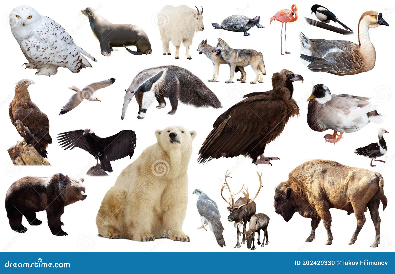 Northern America Animals on White Stock Photo - Image of north, assortment:  202429330