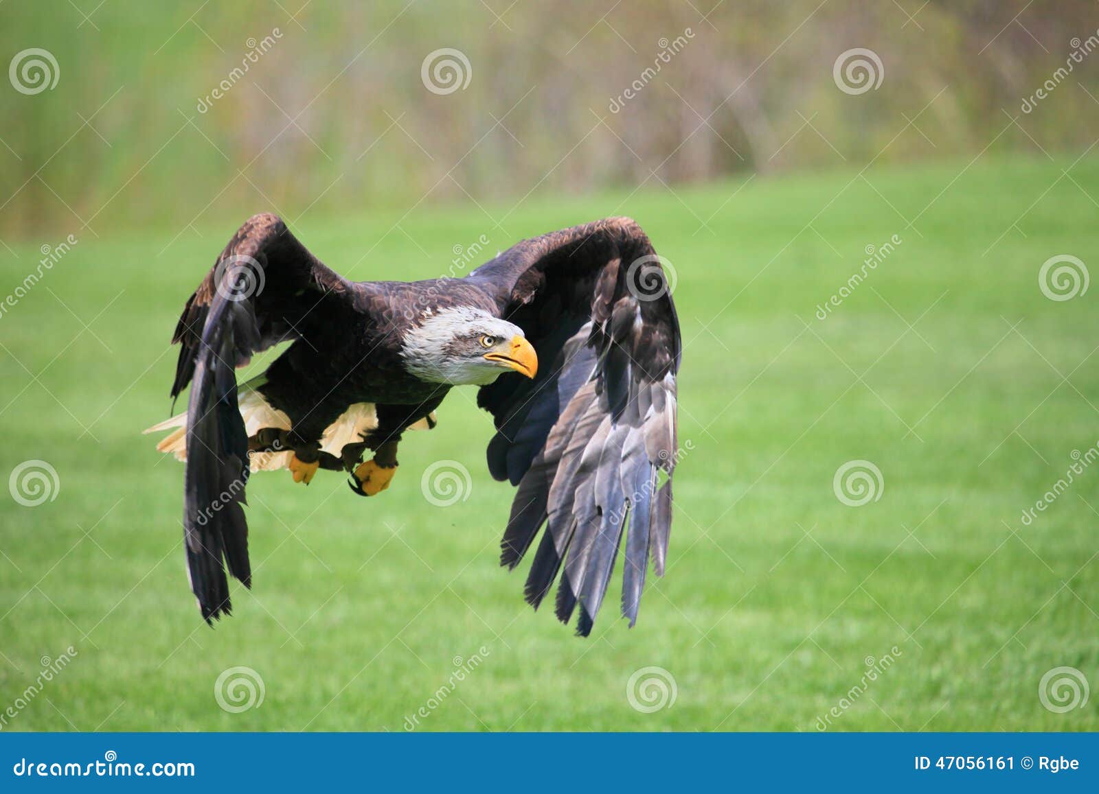 Northern bald eagle stock image. Image of hunting, animal 47056161