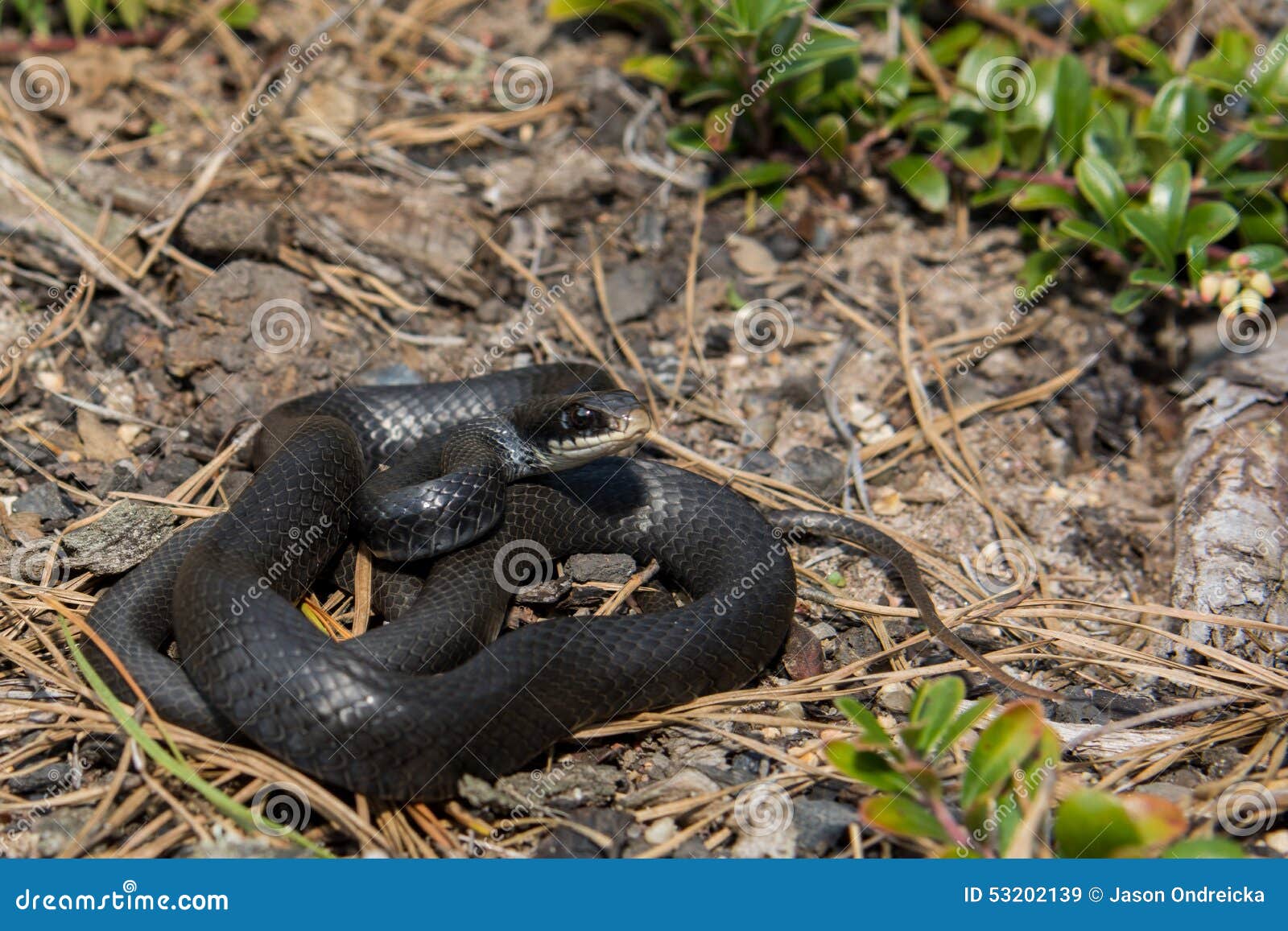 northern black racer