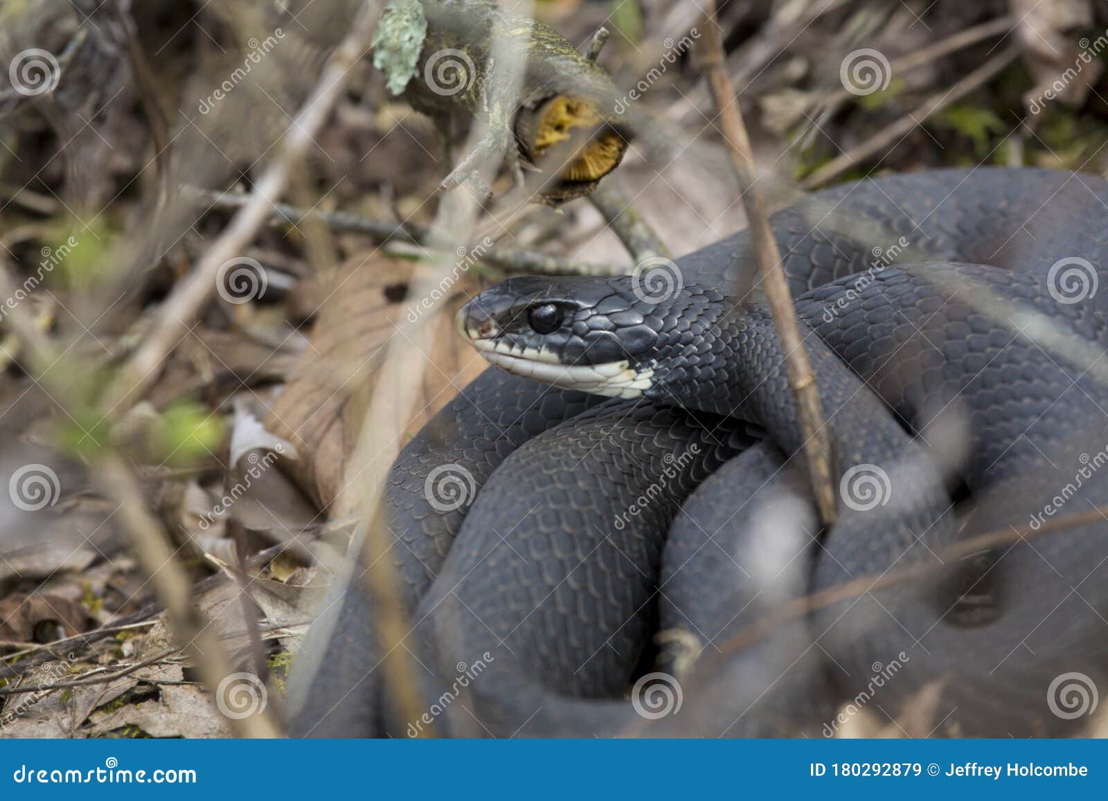 northern black racer snake in bushes at dividend falls, connecticut