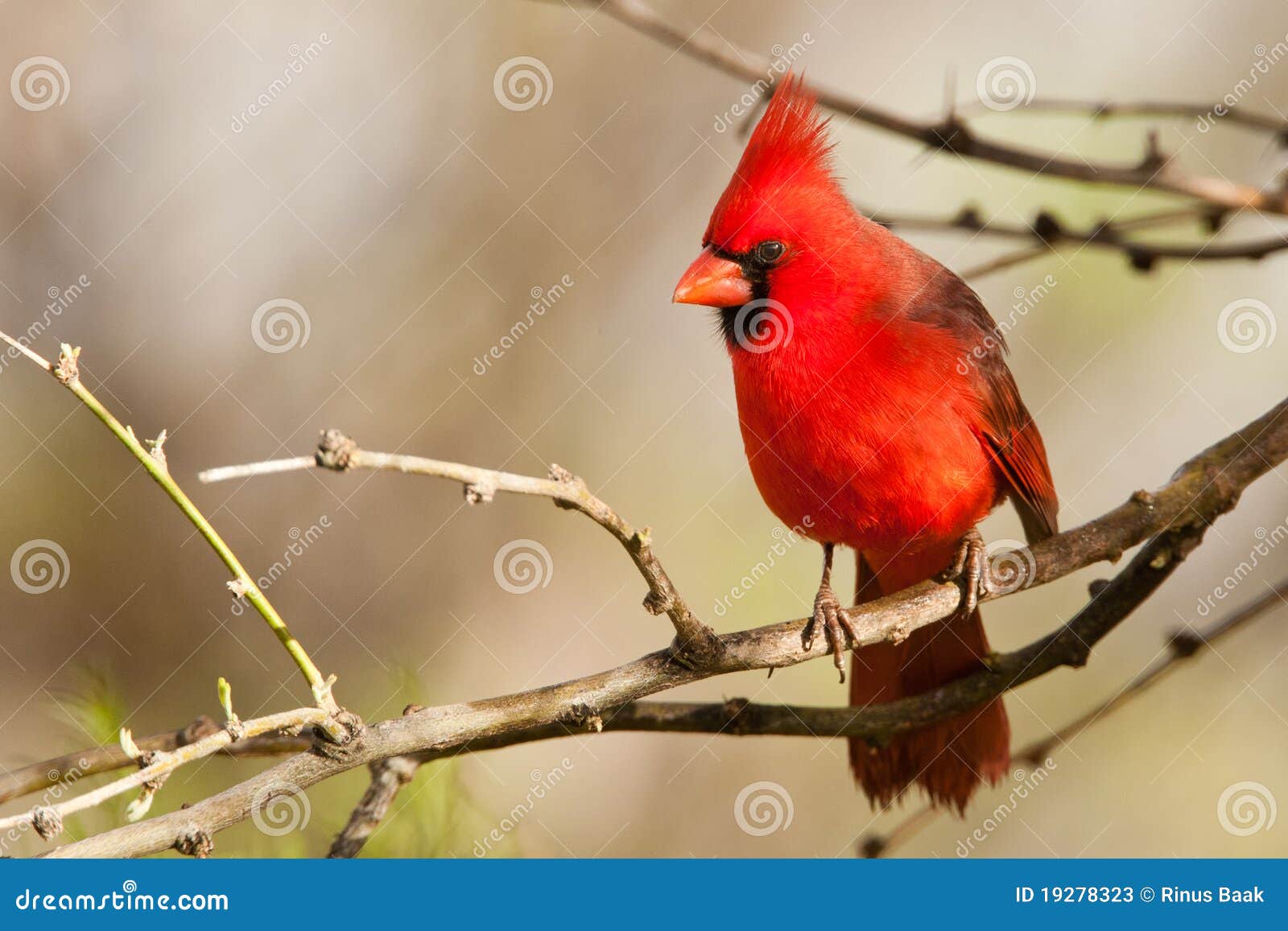 northern cardinal