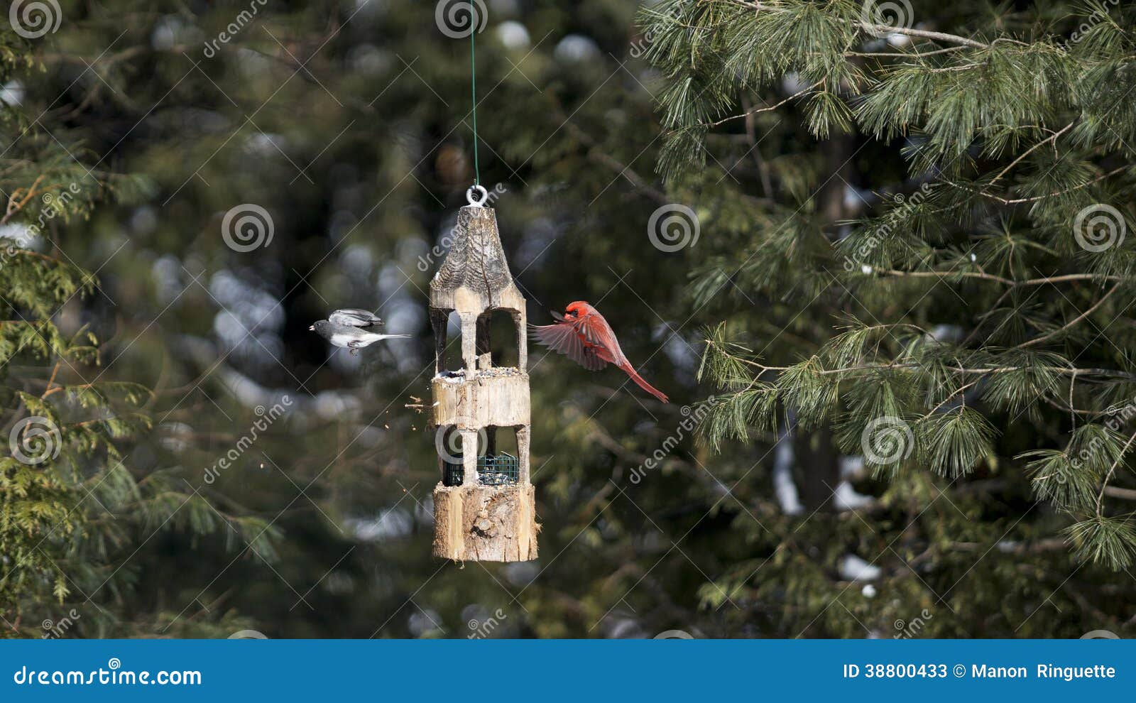 northern cardinal and dark-eyed junco in flight