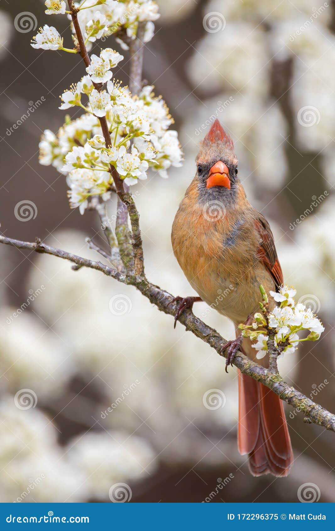 Northern Cardinal stock image. Image of cardinals, fruit 172296375