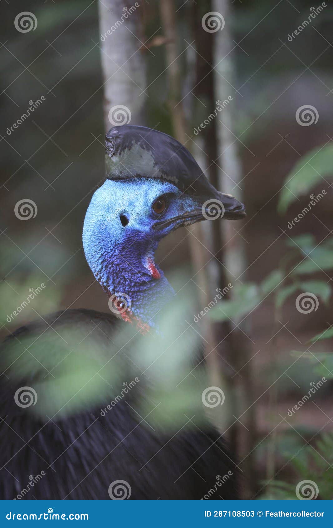 the northern cassowary in biak island, indonesia