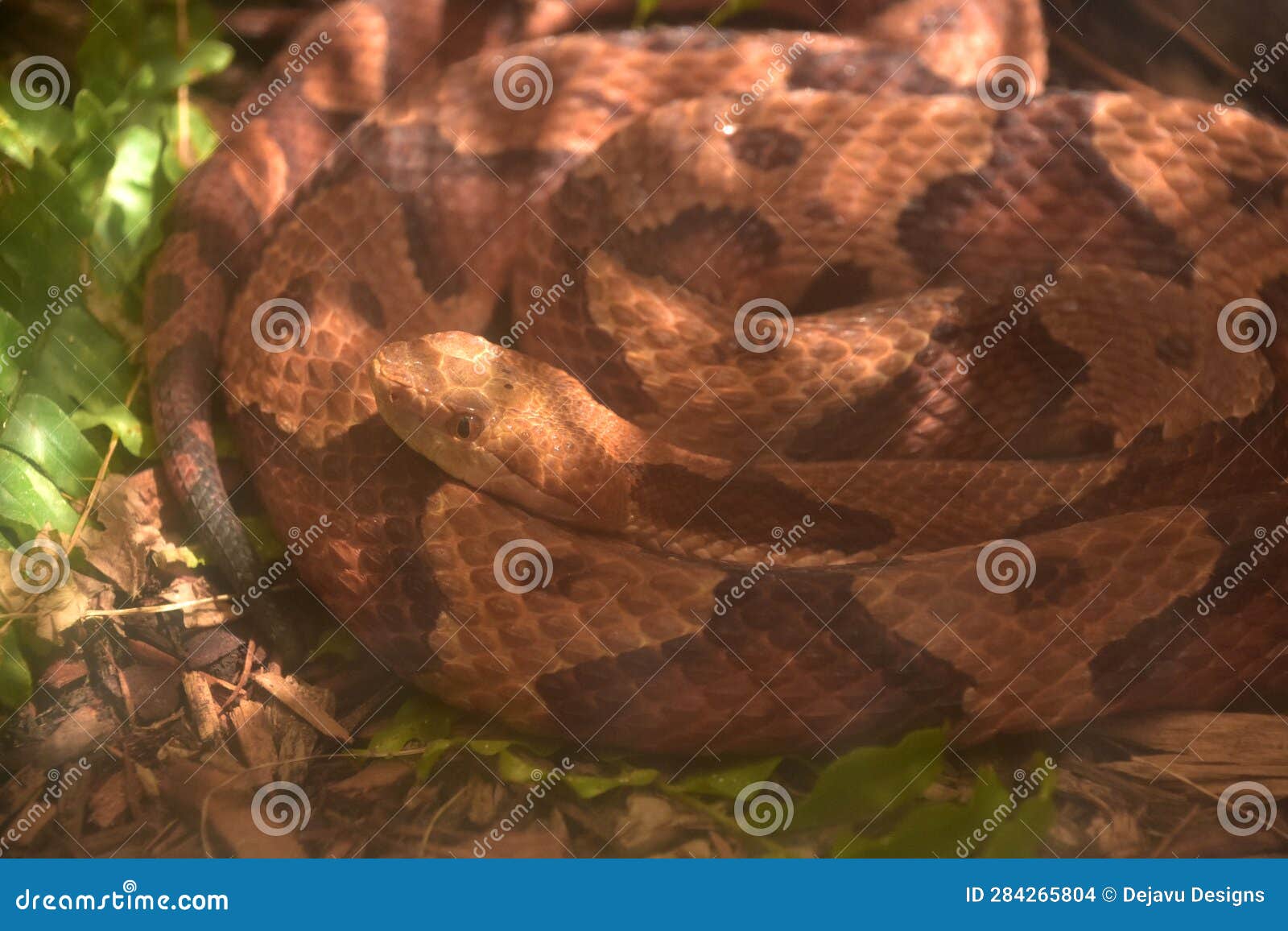 Dangerous Northern Copperhead Snake Coiled To Strike Stock Photo