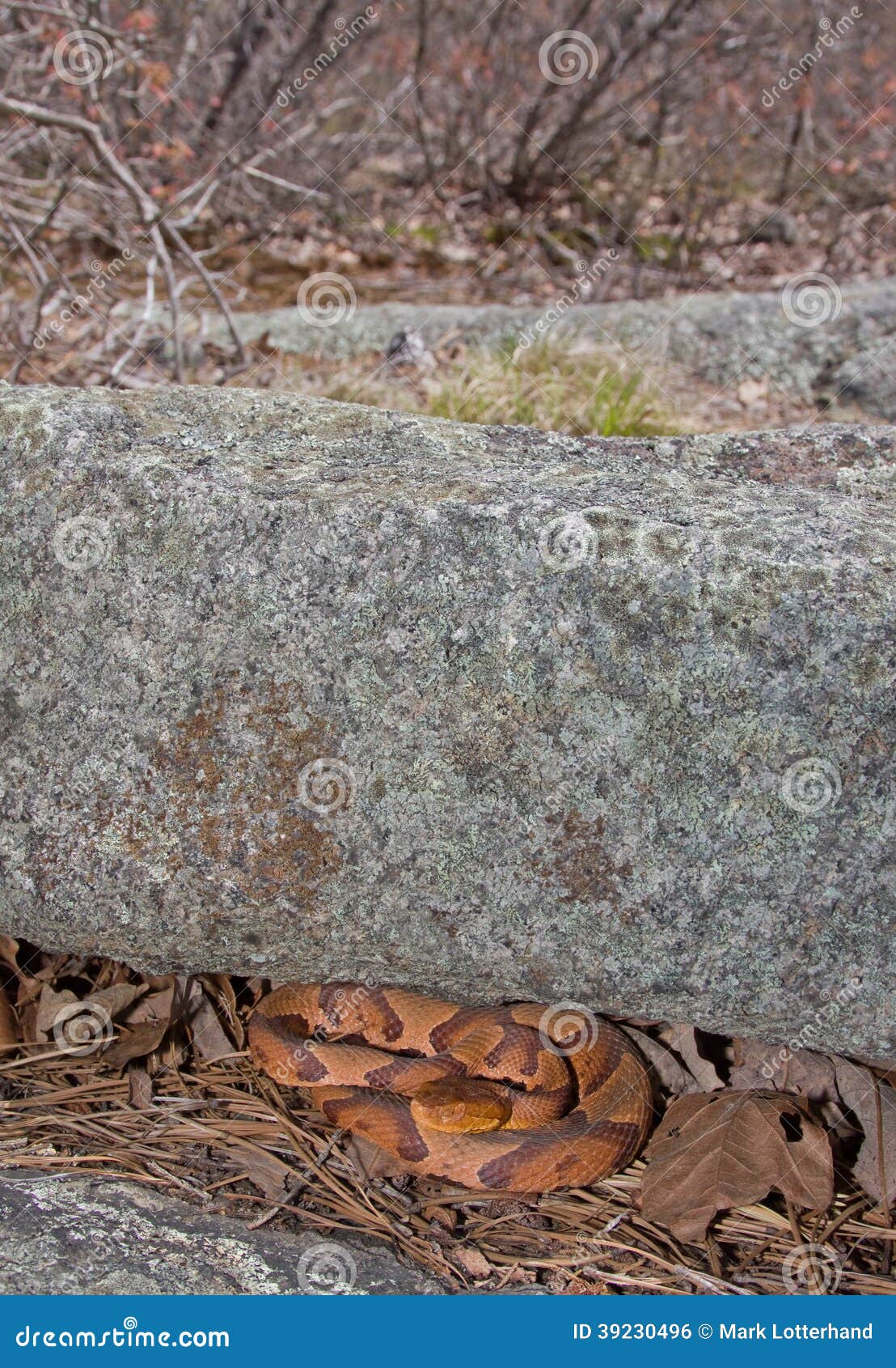 Northern Copperhead Snake stock photo. Image of reptile 39230496