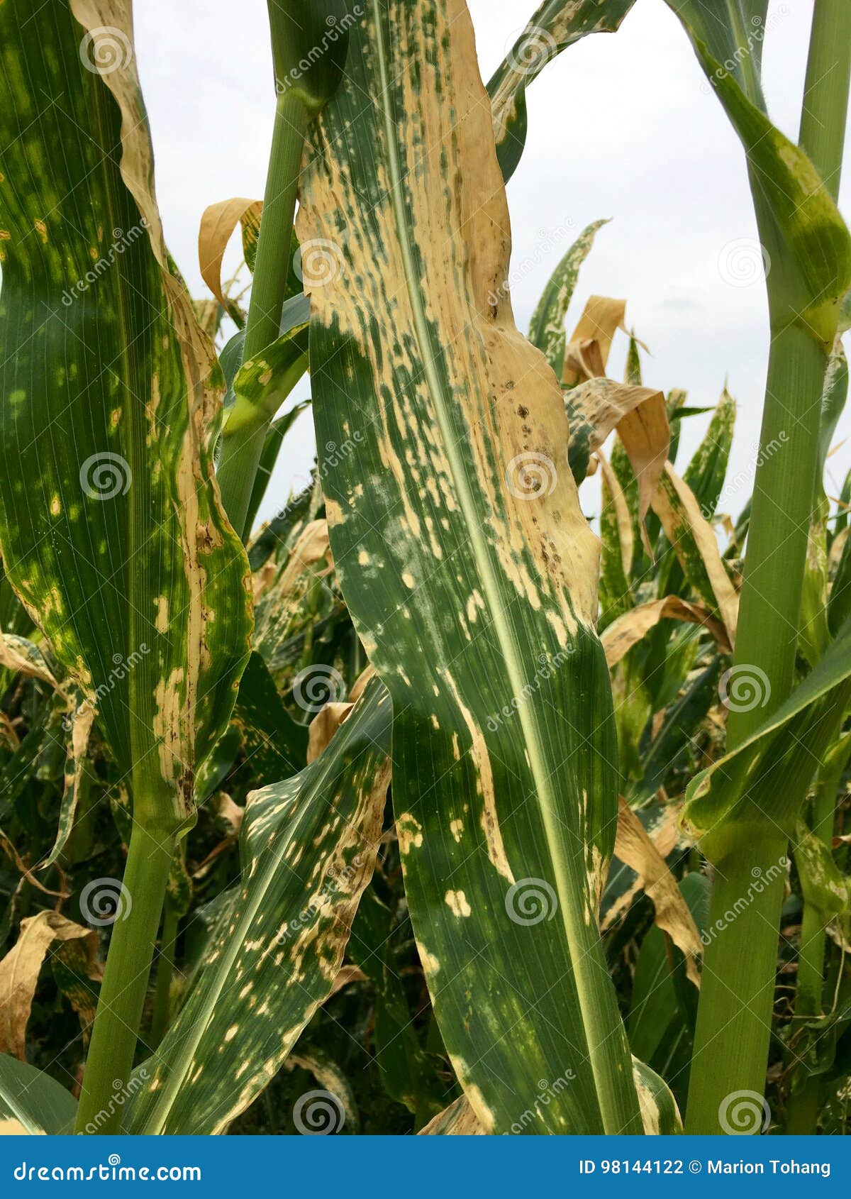 Helminthosporium turcicum kukorica. A szántóföldi növények betegségei - Helminthosporium turcicum