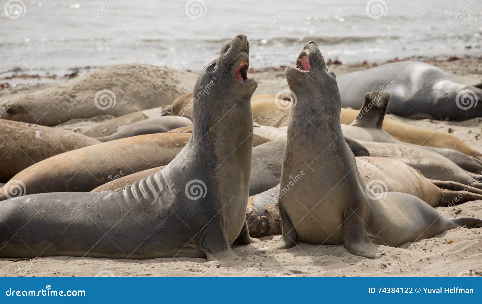 northern elephant seals - mirounga angustirostris, adult males, aÃÂ±o nuevo state park, california