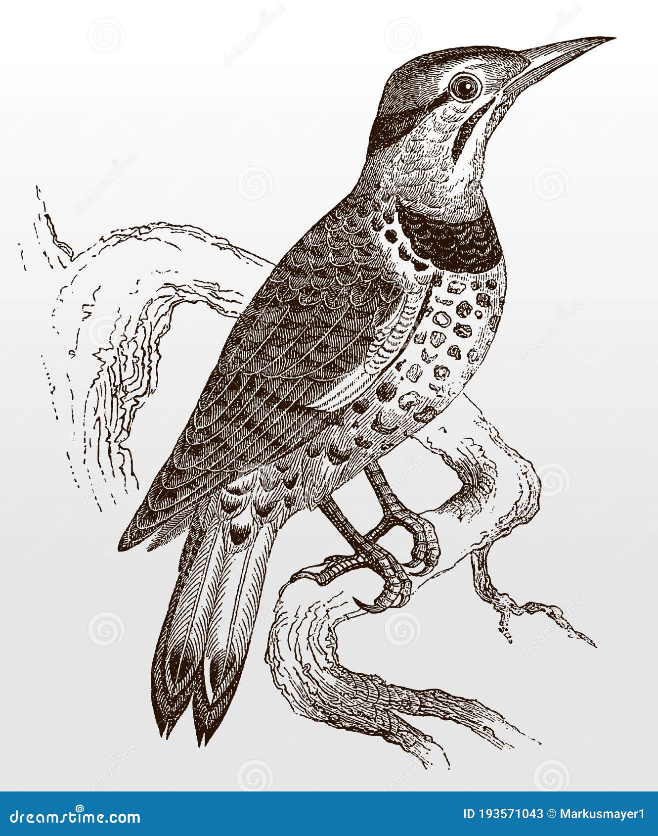 northern flicker, colaptes auratus sitting on a branch
