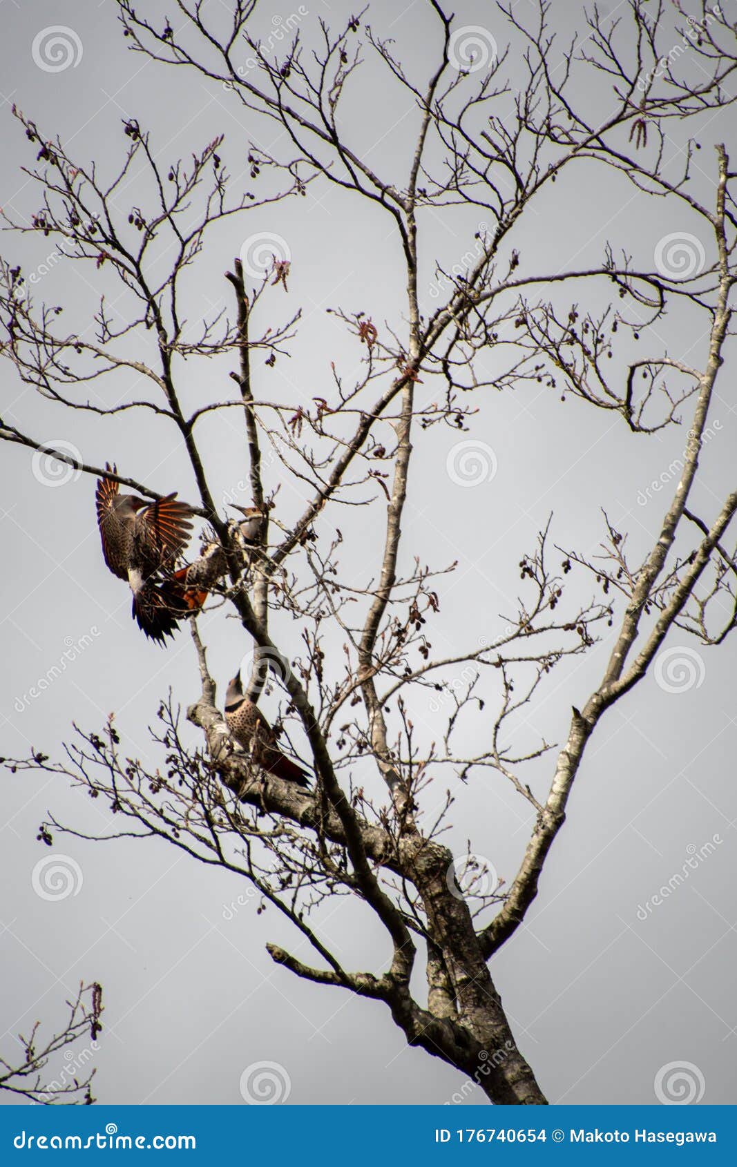 Northern Flickers Playing Around with Each Other. Stock Photo - Image